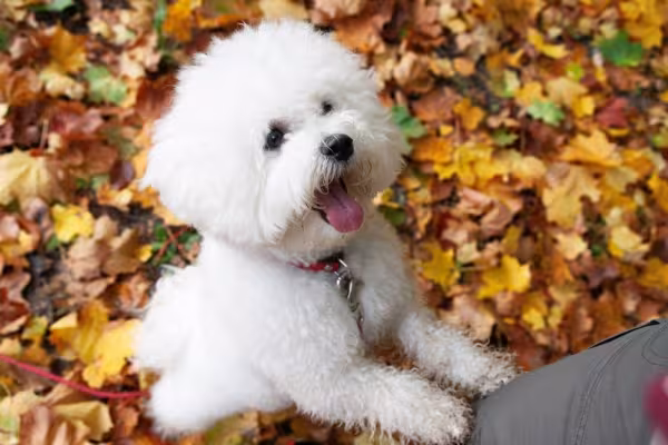 Bichon Frisé com a língua de fora