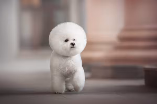 Tosa Bichon Frisé