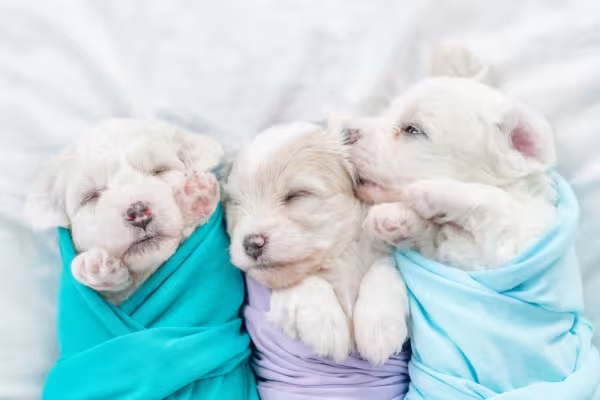 Três filhotes de Bichon Frisé dormindo juntos