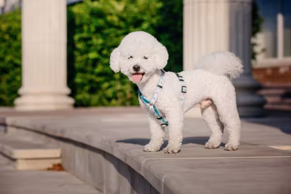 Bichon Frisé pronto para passear
