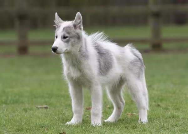 Cachorro que parece lobo Esquimó Canadense