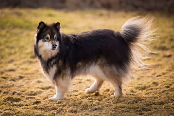 Cachorro que parece lobo Lapphund