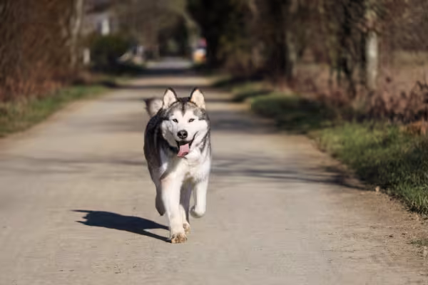 Cachorro lobo Malamute do Alasca