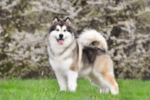 Cachorro lobo Malamute do Alasca