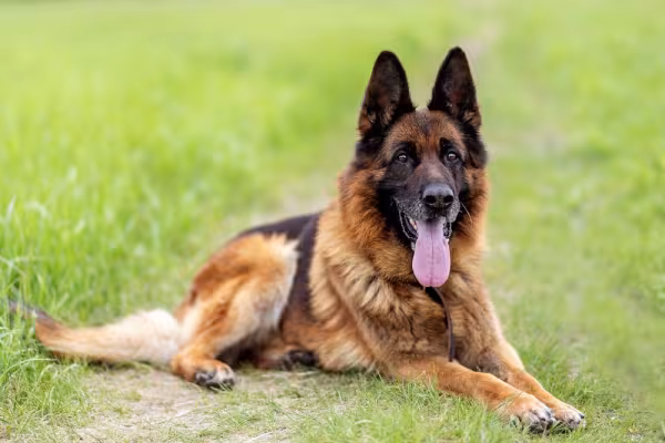 Cachorro lobo Pastor Alemão