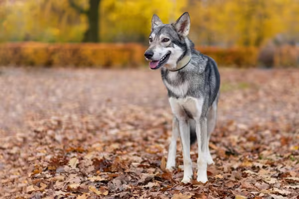 Cão-lobo-de-Saarlos