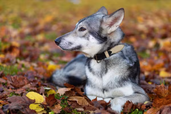 Cão-lobo-de-Saarlos
