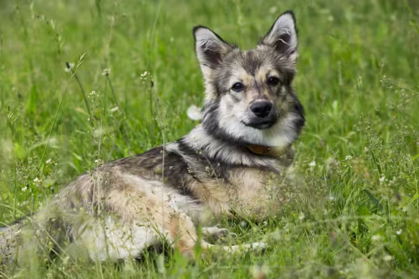 Cachorro que parece lobo Spitz dos Visigodos