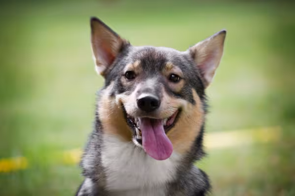 Cachorro que parece lobo Spitz dos Visigodos
