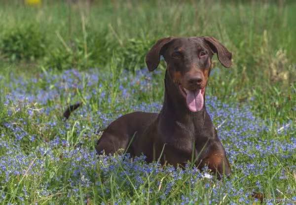 Cachorro Doberman marrom com língua de fora