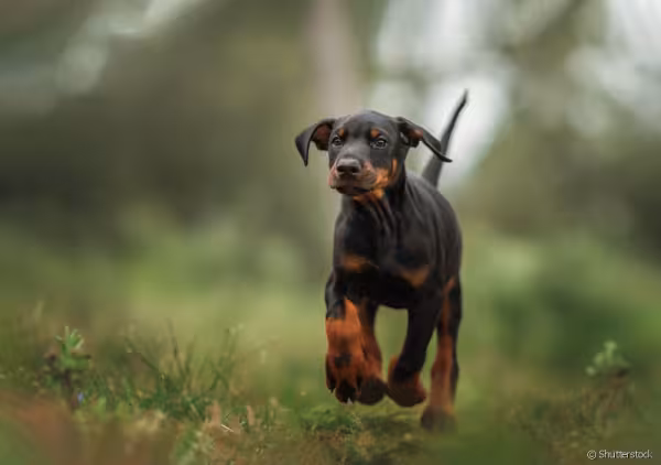 Doberman filhote andando pela floresta