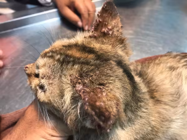 Esporotricose: gatos podem transmitir a doença para humanos