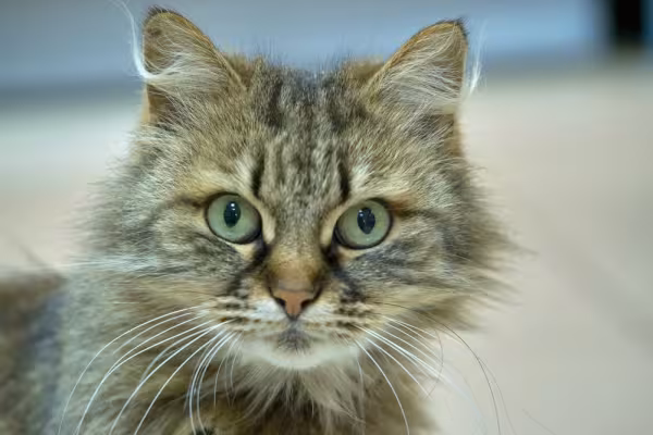 Gato Angorá rajado