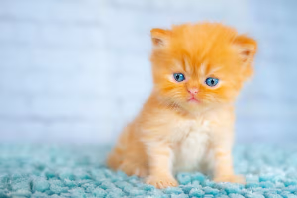 Filhote de gato laranja