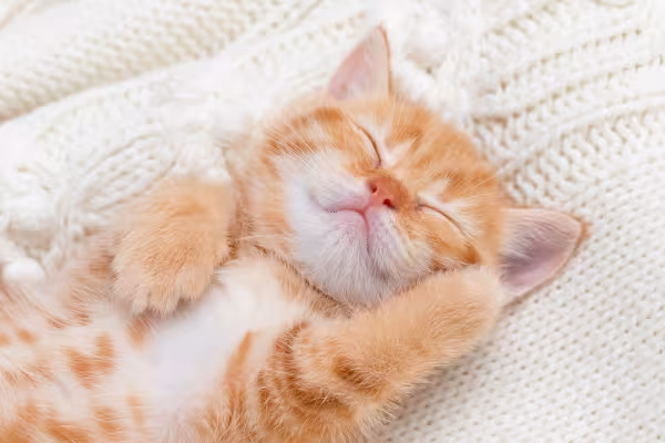 Gatinho bebê laranja dormindo