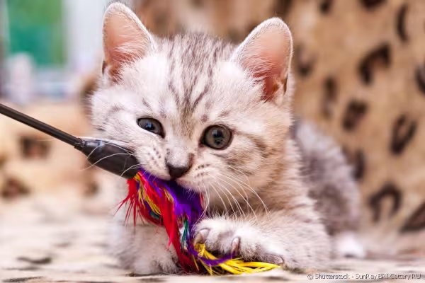 Gato filhote com varinha na boca