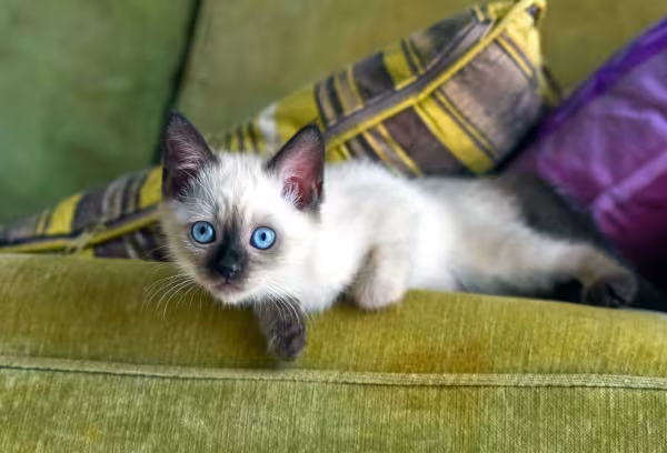 Filhote de gato escondido nas almofadas