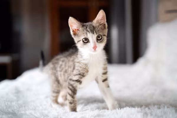 Gatinho bebê em cima da cama