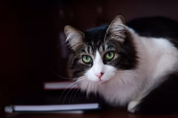 Gato frajola Angorá