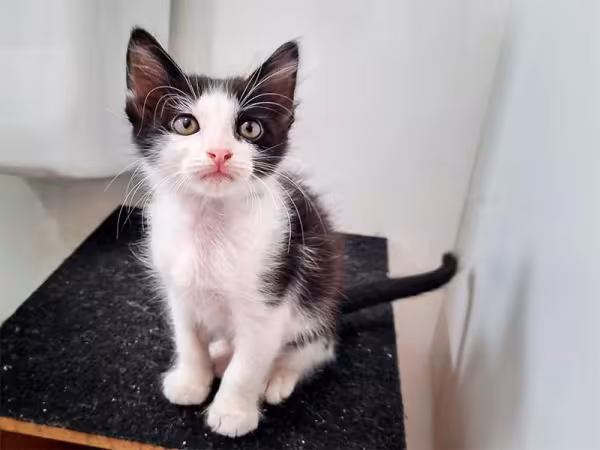 Gato frajola filhote