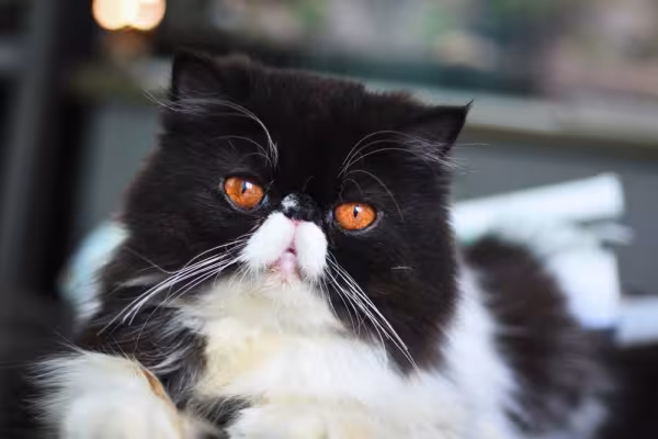 Gato frajola Persa