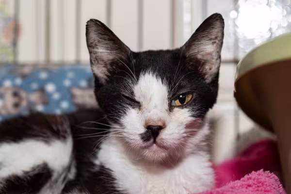 Gato frajola sem um dos olhos