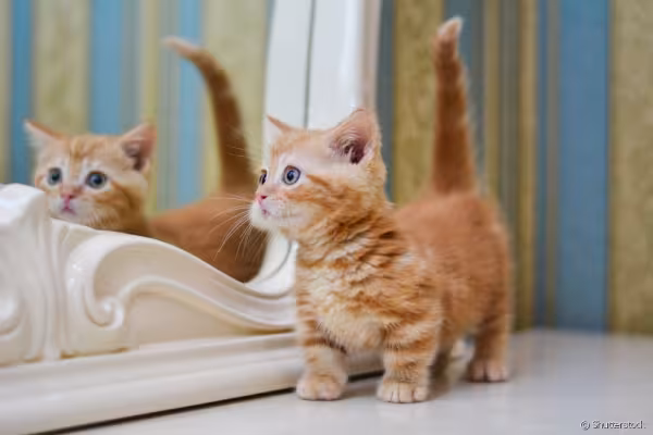 Gato Munchkin laranja