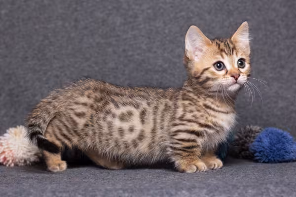 Gato Munchkin tigrado