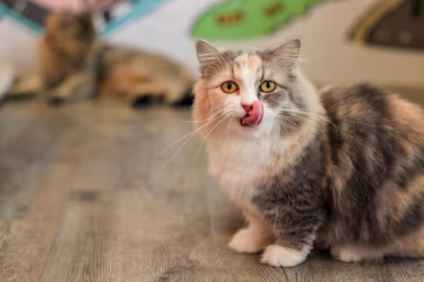 Gato Munchkin com língua de fora