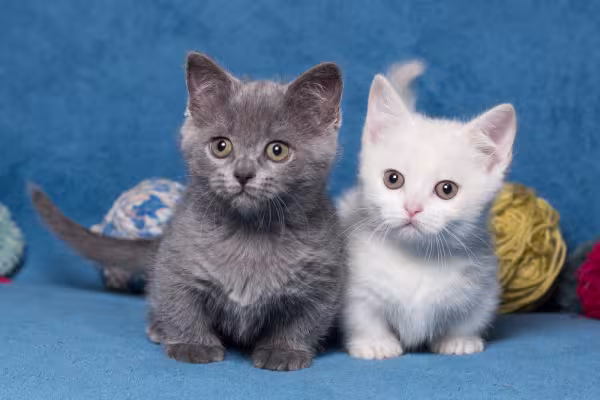 Gato Munchkin cinza e outro branco