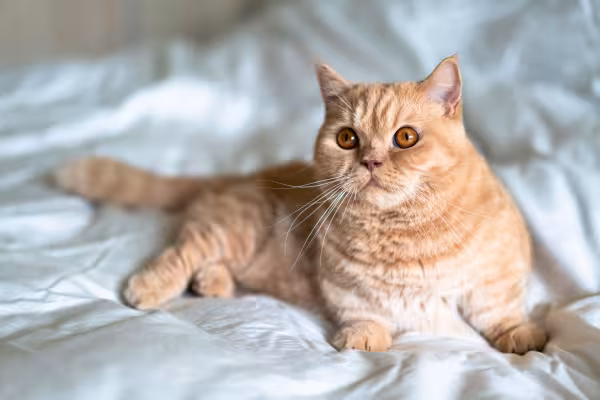 Gato Munchkin laranja deitado na cama