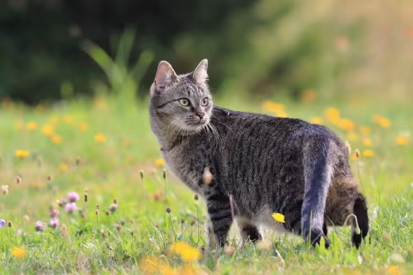 Gato malhado ao ar livre