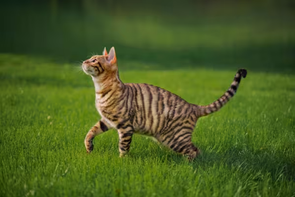 Gato malhado correndo ao ar livre