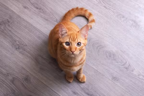 Gato laranja olhando para cima