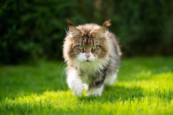 Maine Coon branco e marrom andando