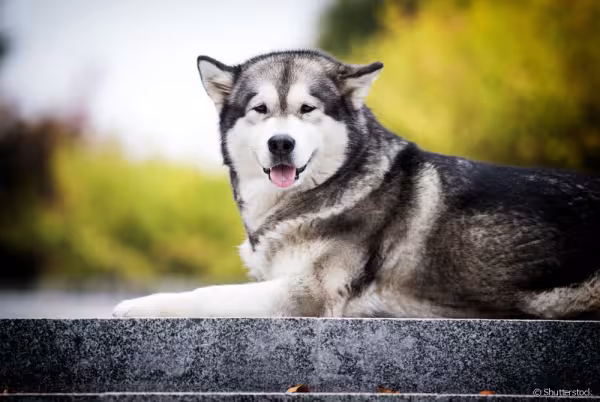 Malamute do Alasca sentado