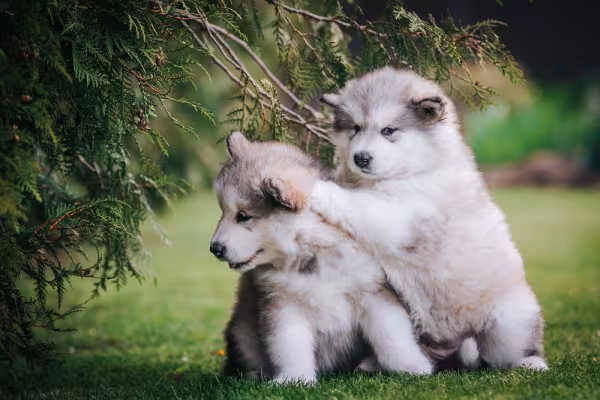 Dois Malamute do Alasca filhotes juntos