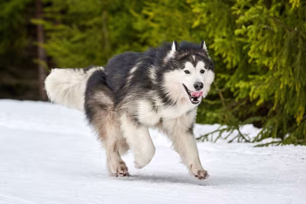 Malamute do Alasca correndo