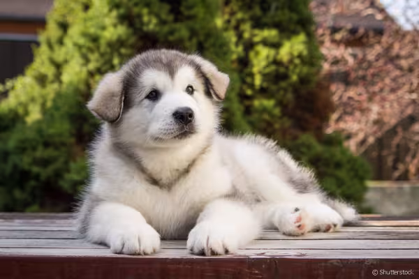 Malamute do Alasca filhote deitado