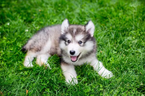Malamute do Alasca filhote na grama