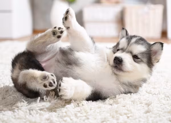 Malamute do Alasca filhote deitado no tapete