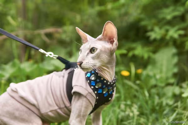 Peterbald andando na rua de coleira e roupa