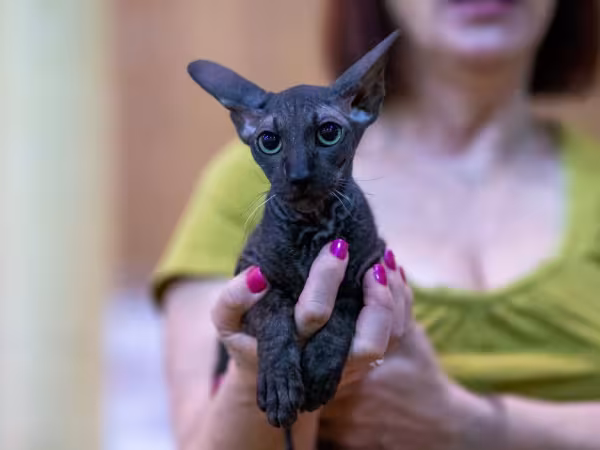 Peterbald sendo segurando no colo