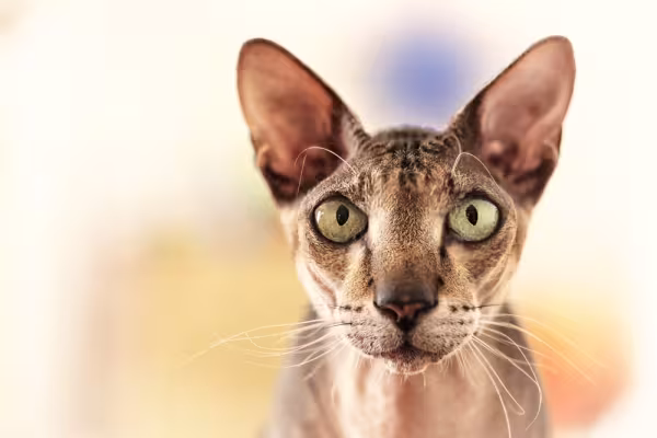Gato Peterbald olhando sério
