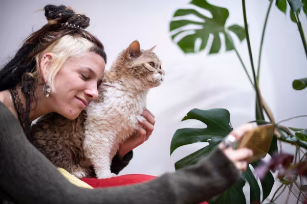  Selkirk Rex ganhando carinho de mulher