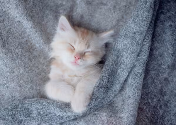 Gato filhote branco dormindo
