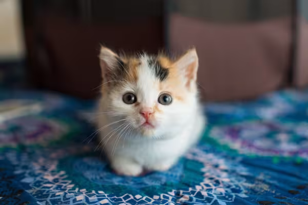 Filhote de gato tricolor olhando para frente