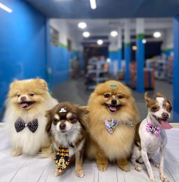 Cachorros da atriz Larissa Manoela