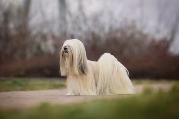 Lhasa Apso peludo ao ar livre