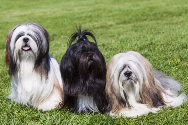 Três cachorros Lhasa Apso lado a lado